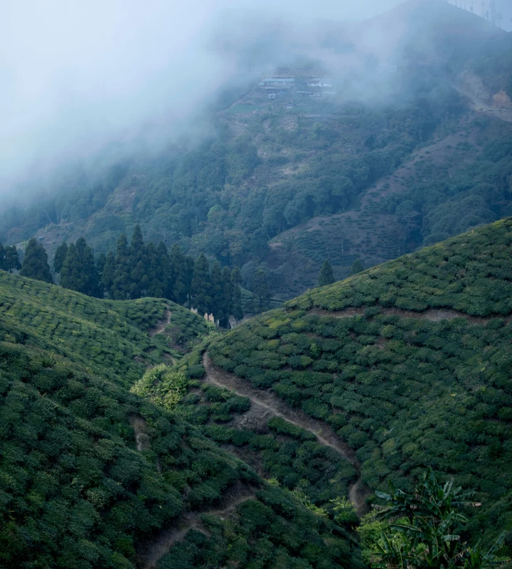  Kanyam Tea Tourism